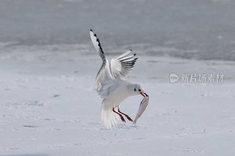 海鸥(Larus ridibundus)